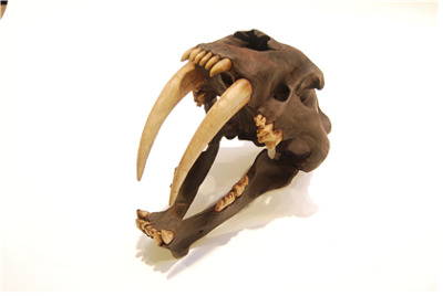 검치 화석(劍齒虎, Saber-toothed tiger)