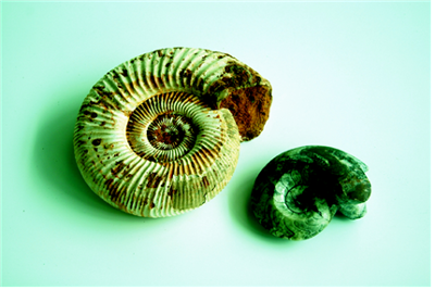 암모나이트(ammonite)  