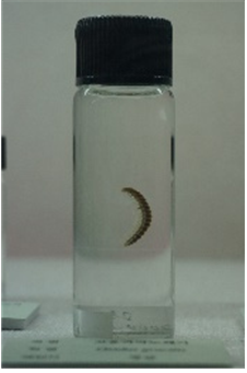 고운까막노래기