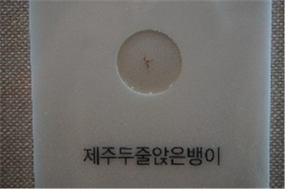 두줄앉은뱅이과