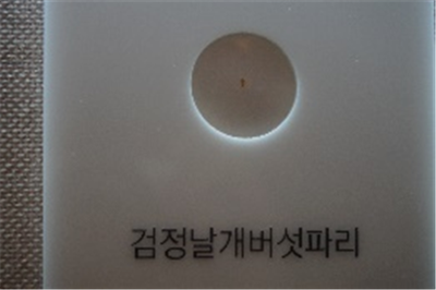 검정날개버석파리과