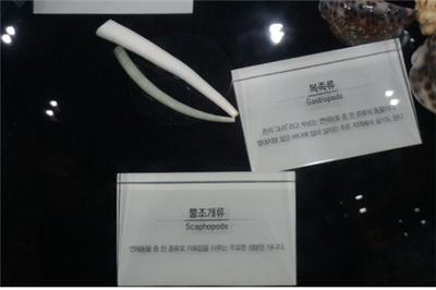 뿔조개류