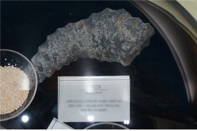 산호 화석