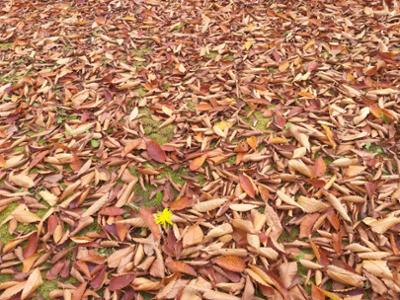 민들레와 낙엽-영월화석박물관
